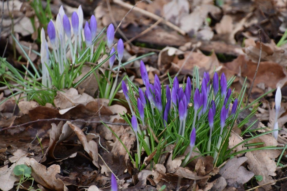 Krokussen - Vogels - 