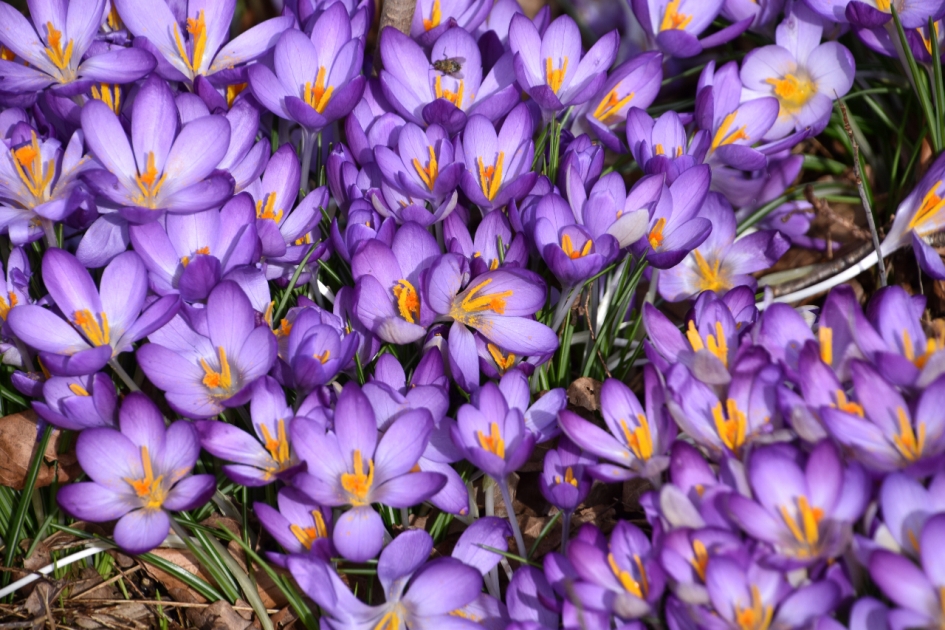 Krokussen - Planten - 