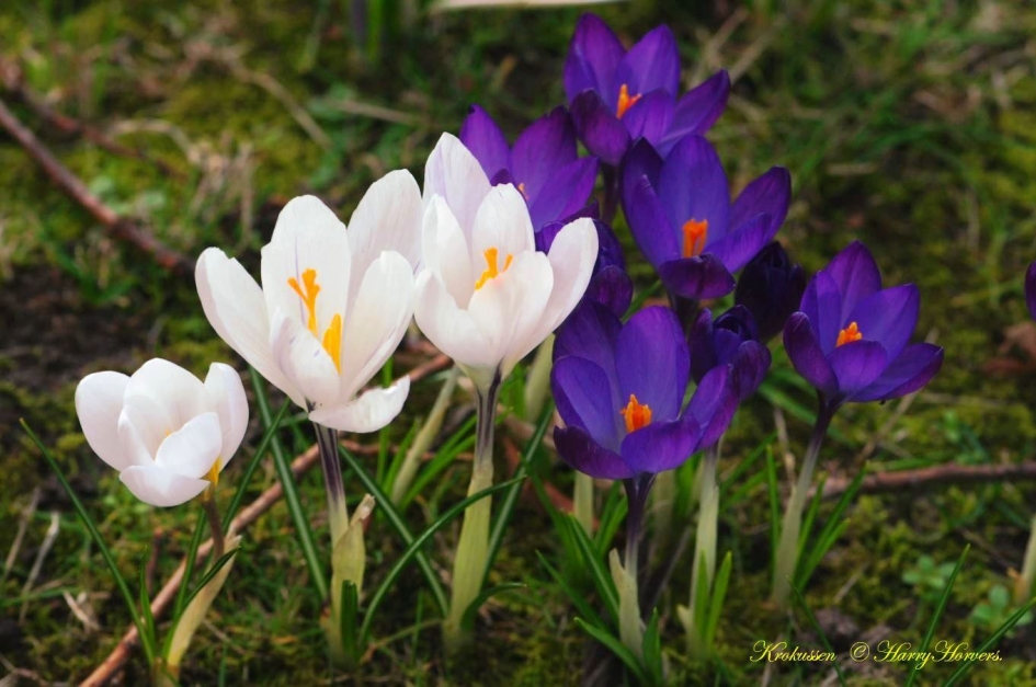 Krokussen - Planten - Krokussen