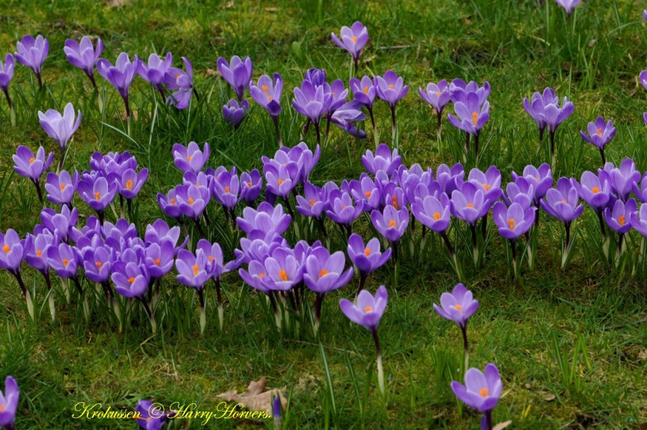 Krokussen - Planten - Krokussen