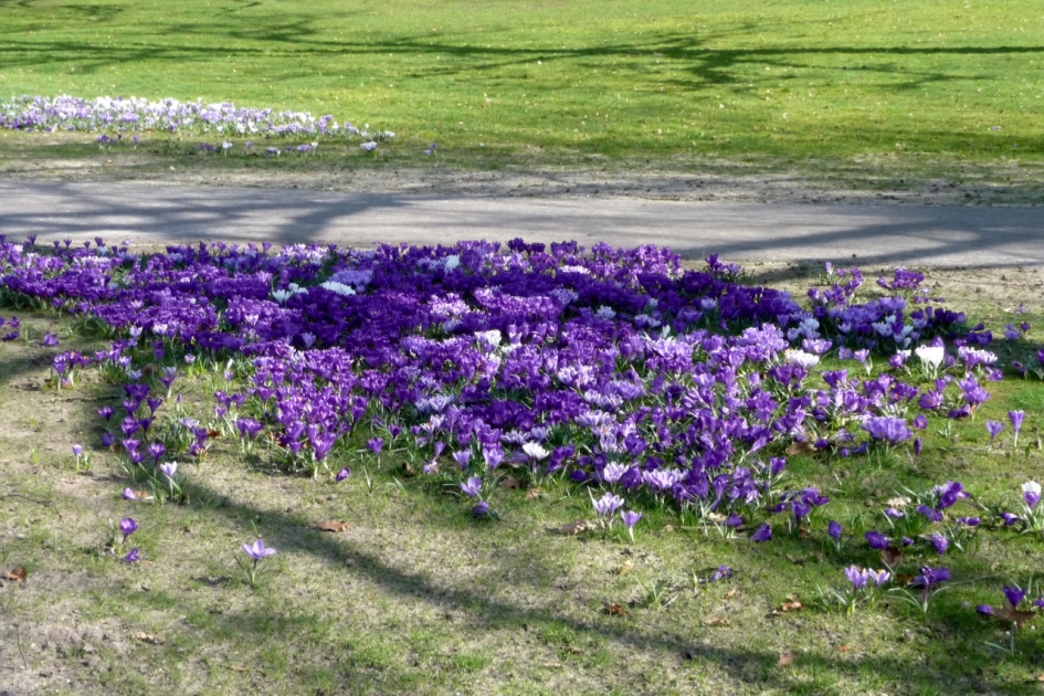 Krokussen - Planten - 