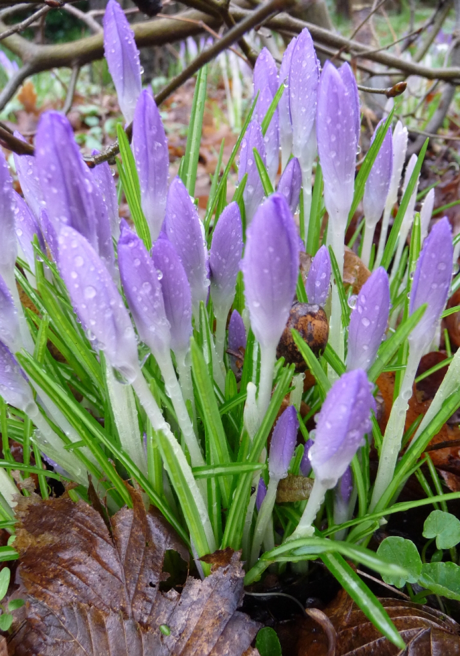 Krokussen in de regen - Planten - 