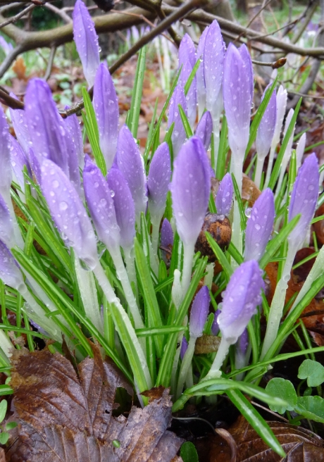 Krokussen in de regen