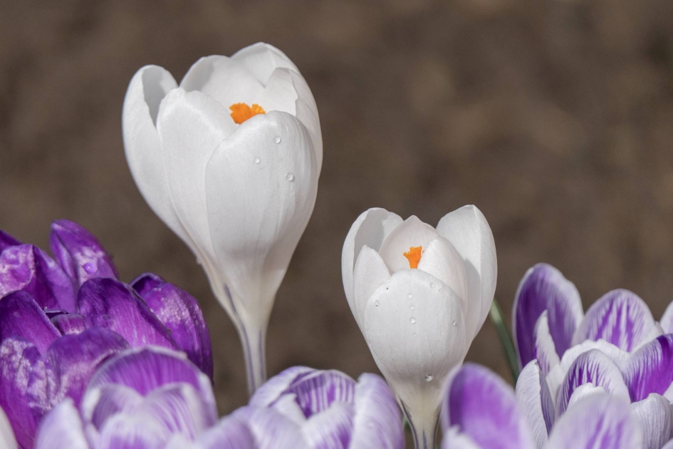 Krokussen op een bedje van krokussen - Planten - 