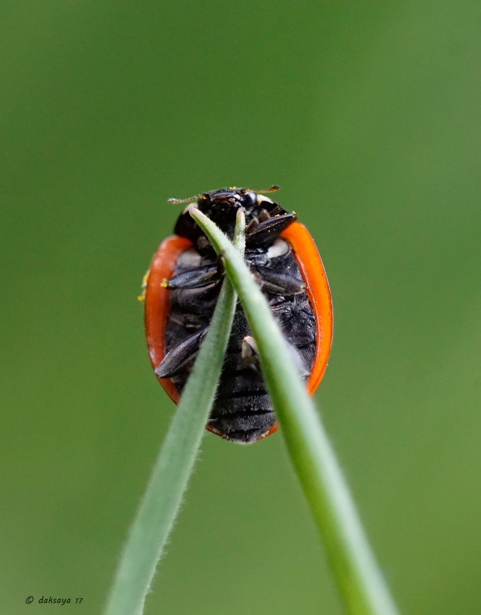 Kruising 3 - Geleedpotigen - 