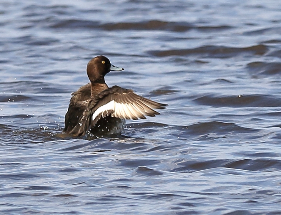 kuifeend -v- - Vogels - 