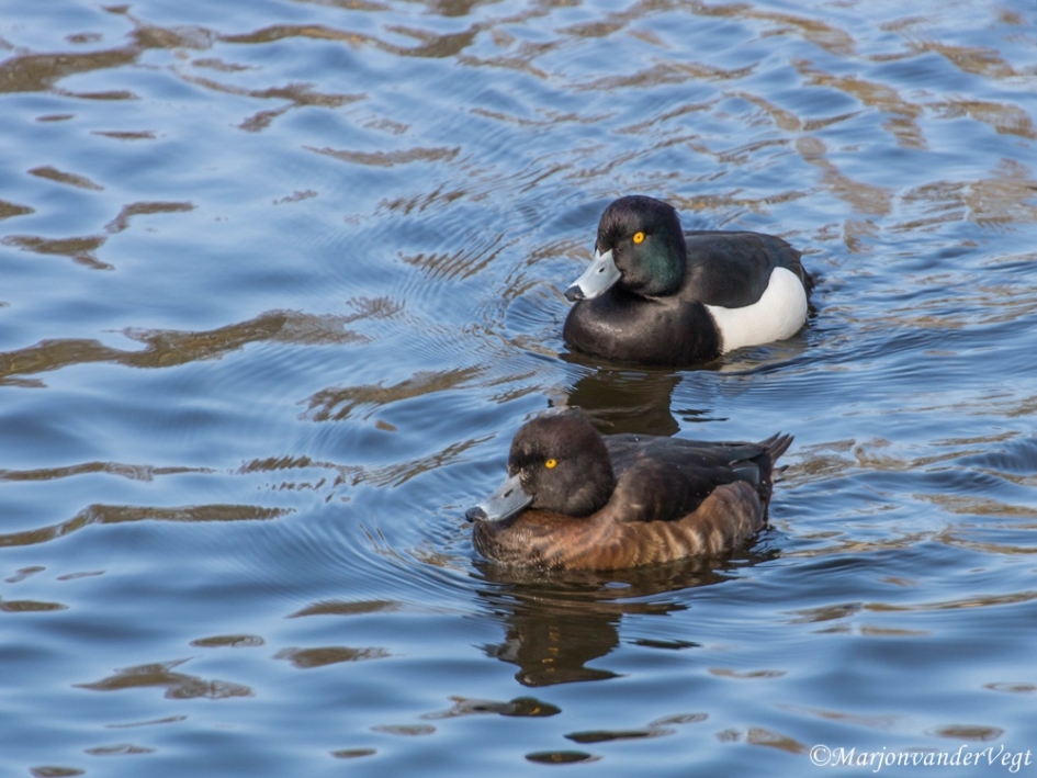 Kuifeenden - Vogels - Kuifeenden