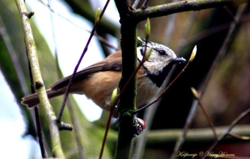 Kuifmeesje - Vogels - Kuifmeesje