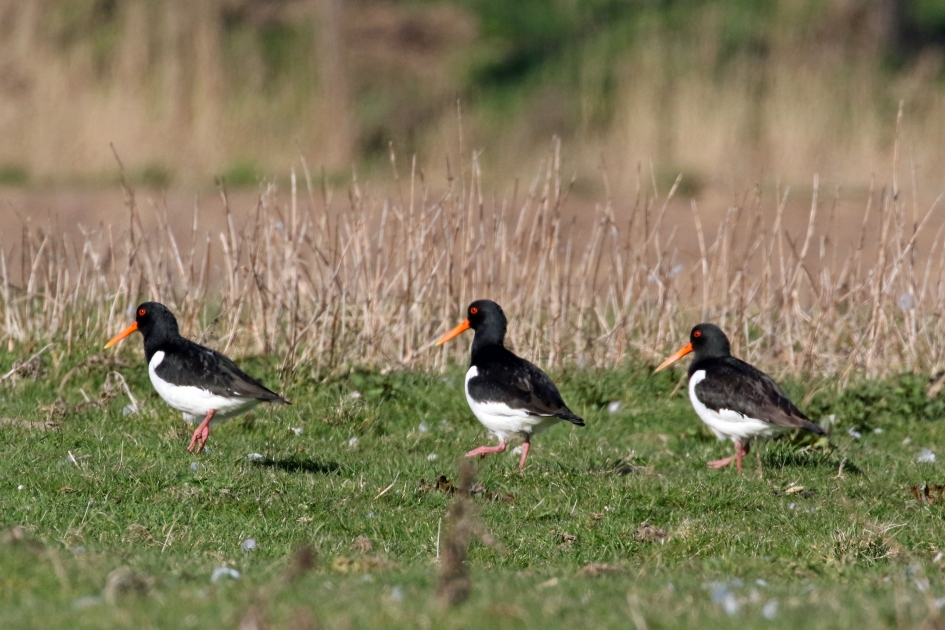Kwik, Kwek en Kwak.... - Vogels - Scholeksters
