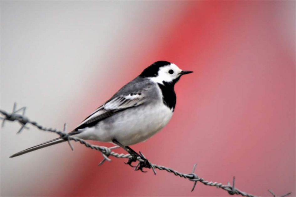 Kwikstaart - Vogels - Kwikstaart