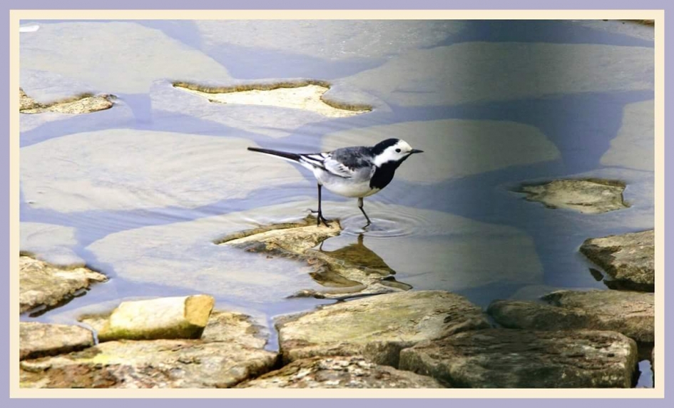 Kwikstaart - Vogels - Kwikstaart