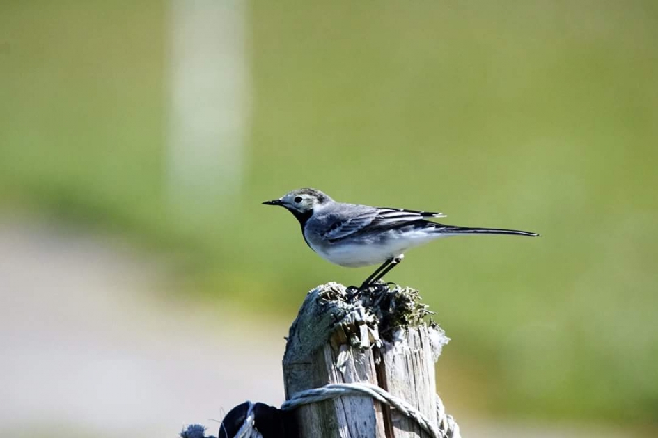 Kwikstaart - Vogels - Kwikstaart