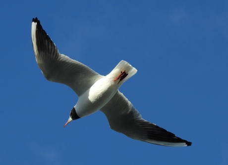 Laag overvliegende kokmeeuw