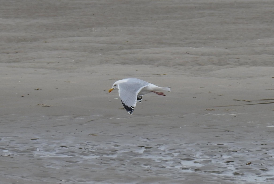 Laagvlieger - Vogels - Kokmeeuw