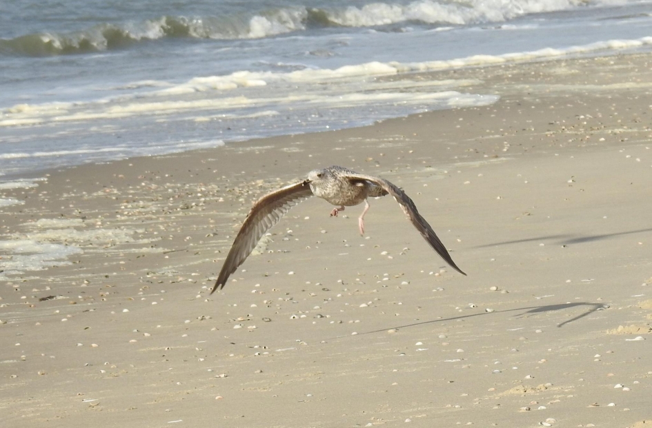 Landingsgestel uit en " touch down " - Vogels - Grote mantelmeeuw