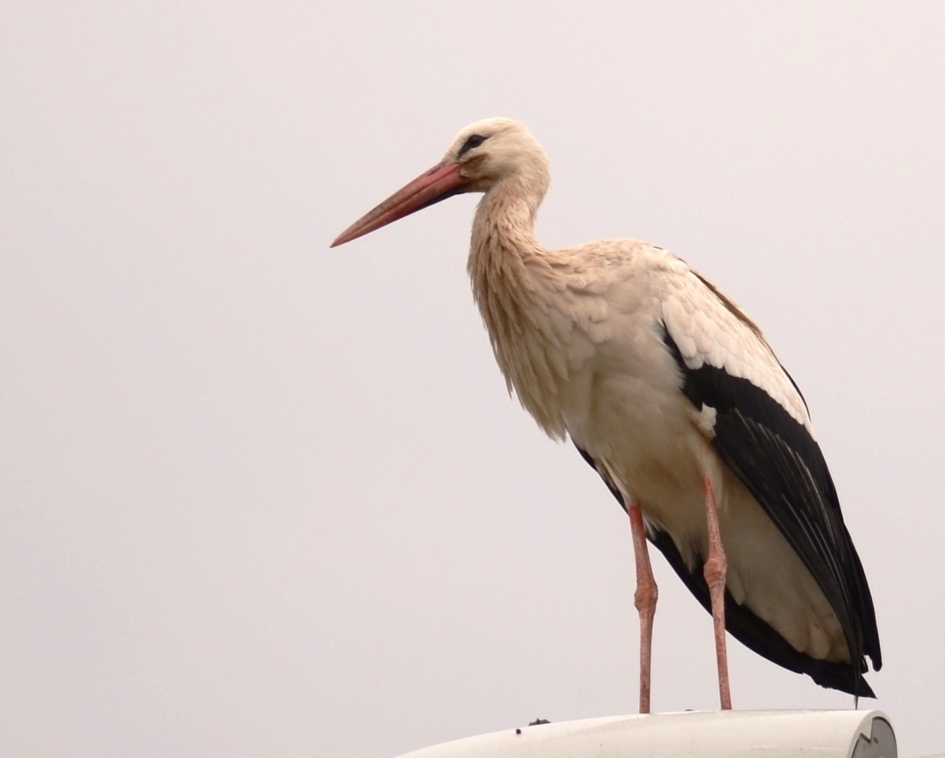 Lange reis achter de rug - Vogels - Ooievaar