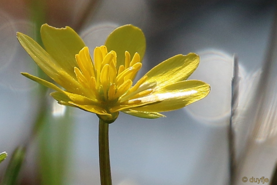 Langs de slootkant - Planten - Speenkruid