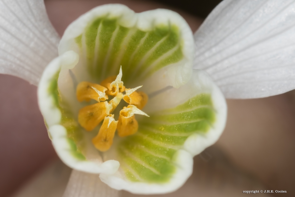 Leeg - Planten - Sneeuwklokje