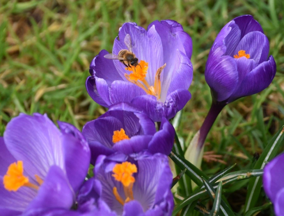 Lekker... - Planten - 