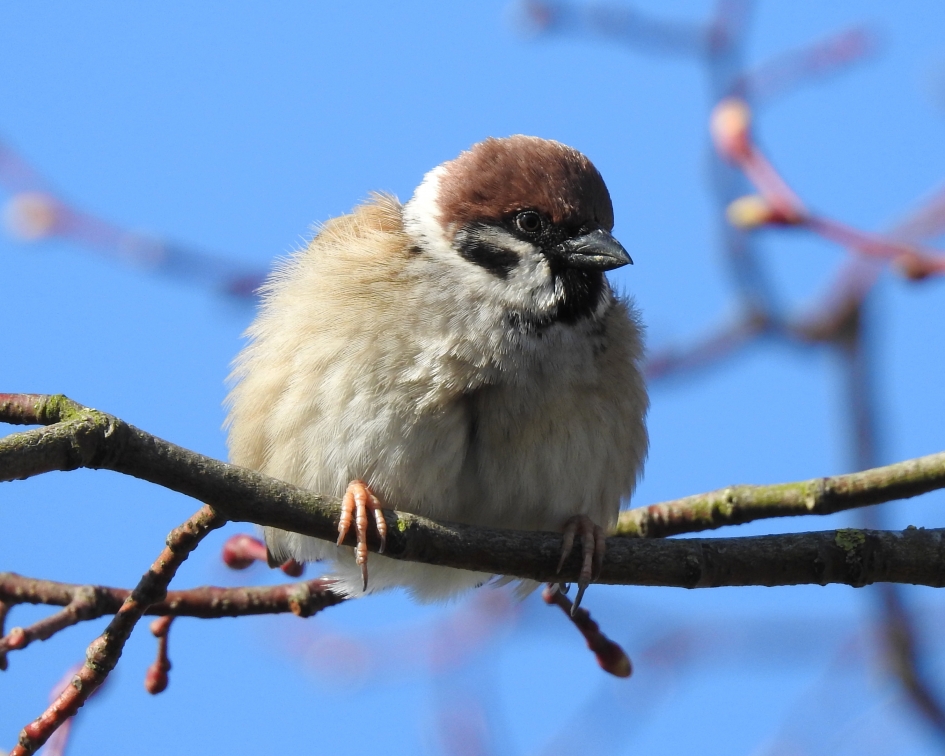 Lekker suffen in de zon - Vogels - Ringmus