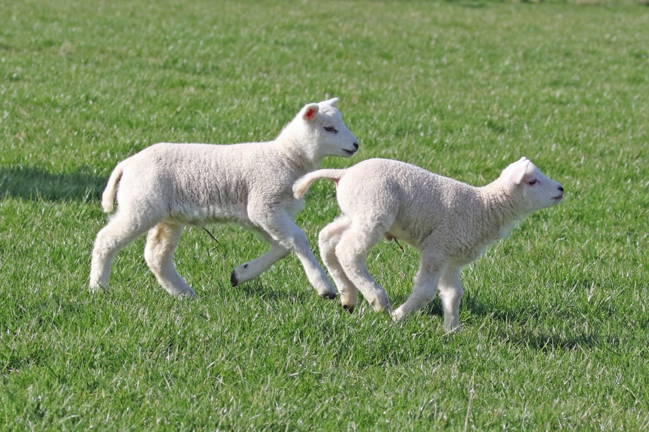 Lente (2) - Zoogdieren - 