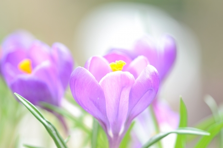 Lenteboden in Pastel