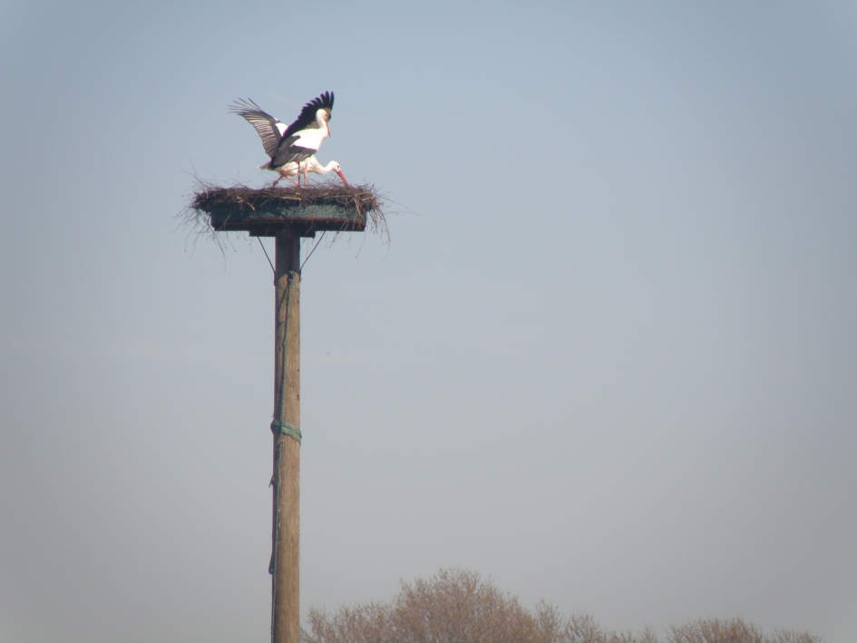 LenteGeluk - Vogels - Ooievaar