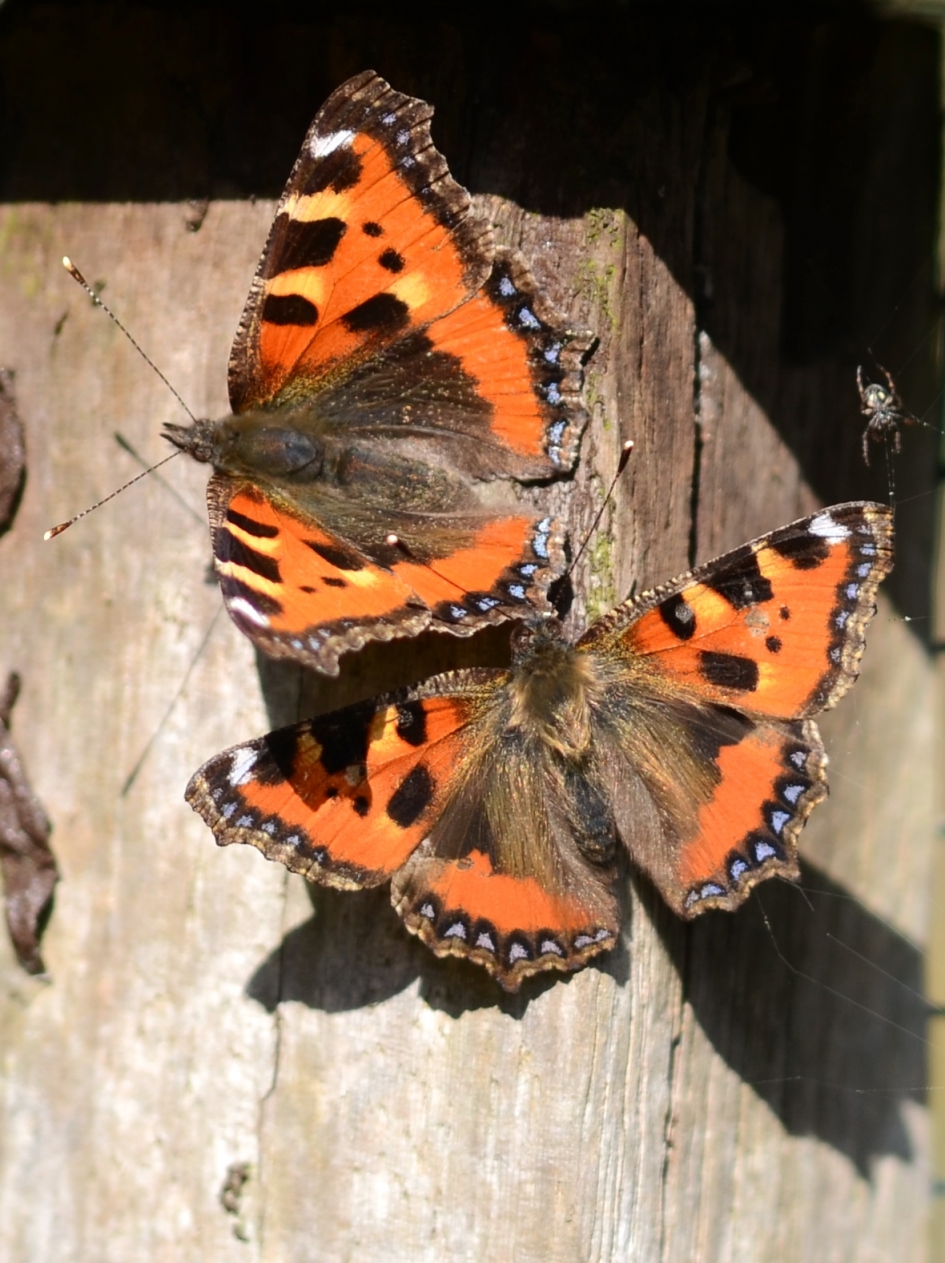Lentegevoel bij Kleine Vossen,vandaag - Geleedpotigen - Kleine Vos
