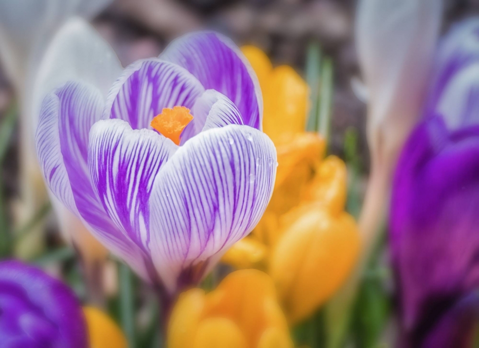 Lentekleuren - Planten - 