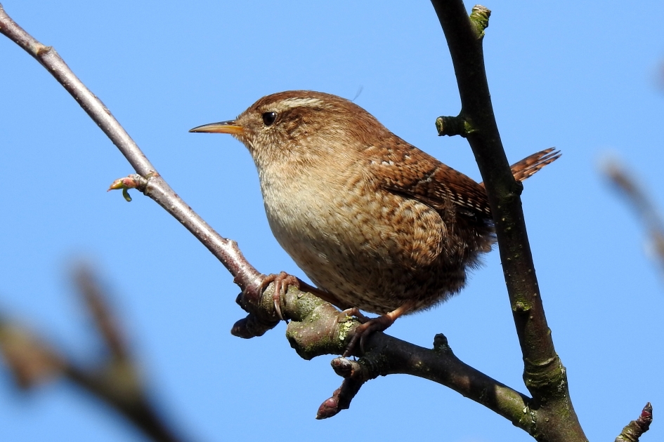 Lentekoning - Vogels - Winterkoninkje