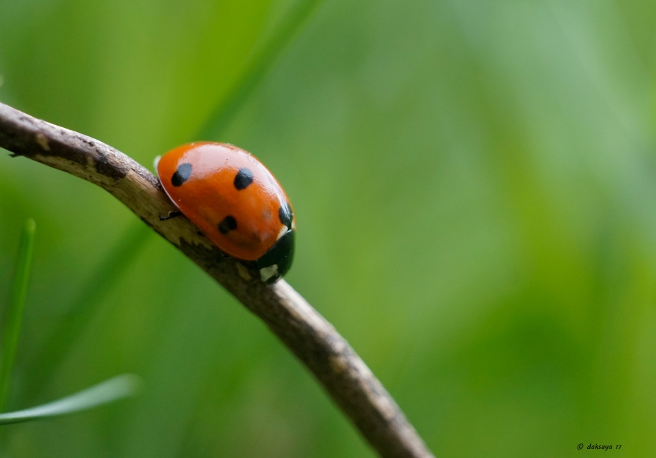 Lhbtje - Geleedpotigen - 