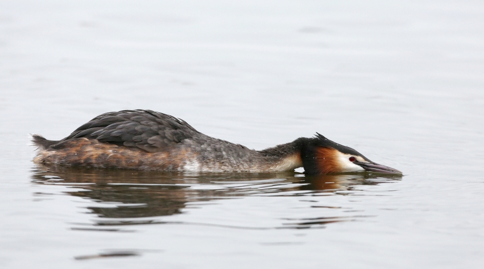 Loeren en dreigen ... - Vogels - Fuut