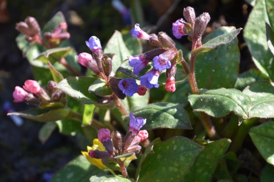 Longkruid - Planten - 