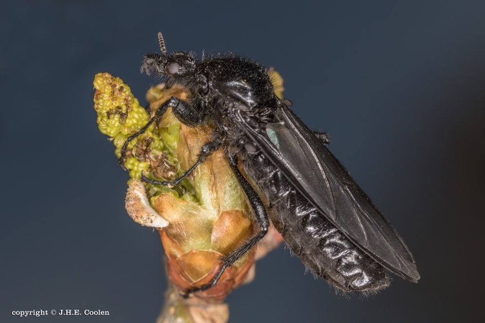 Maartse vlieg - Geleedpotigen - Maartse vlieg