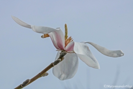 Magnolia in vol ornaat