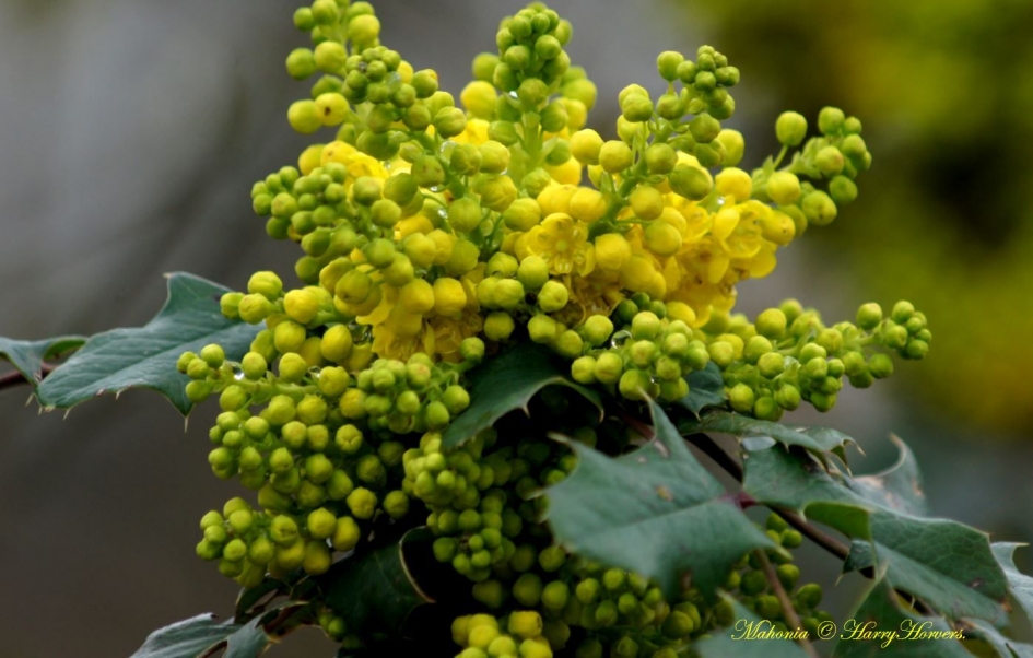 Mahonia - Planten - 