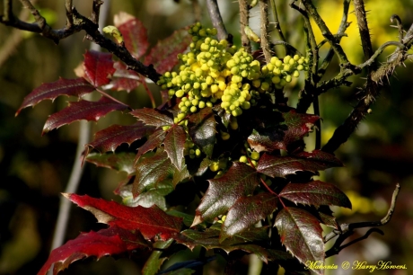 Mahonia