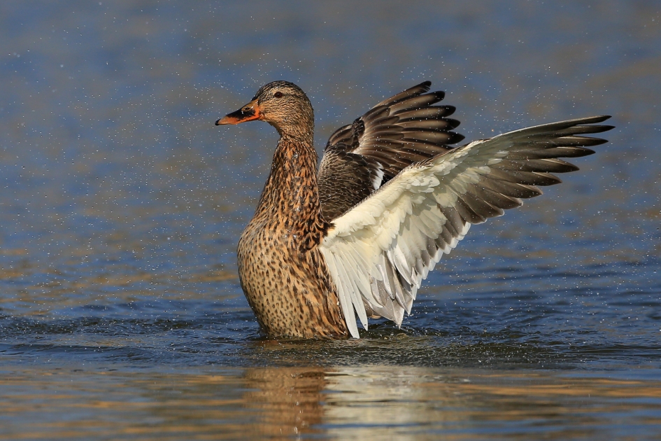 Mallerd - Vogels - Wilde Eend