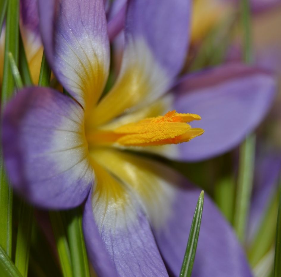 Meeldraden - Planten - Krokus