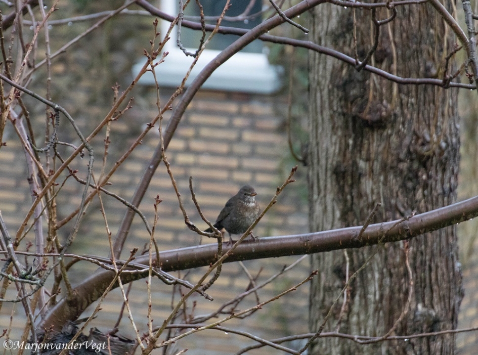 Merel - Vogels - Merel