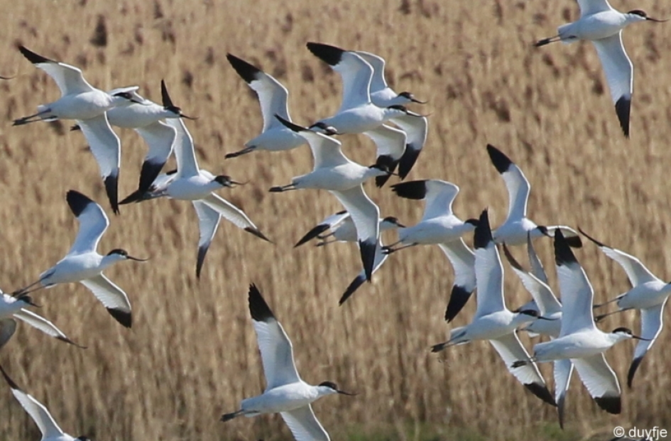 met een "kluutje"in het riet - Vogels - Kluten