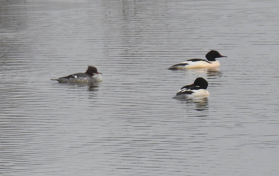 Middelste zaagbek - Vogels - Middelste zaagbek