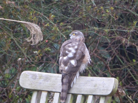 mij onbekende vogel vogel