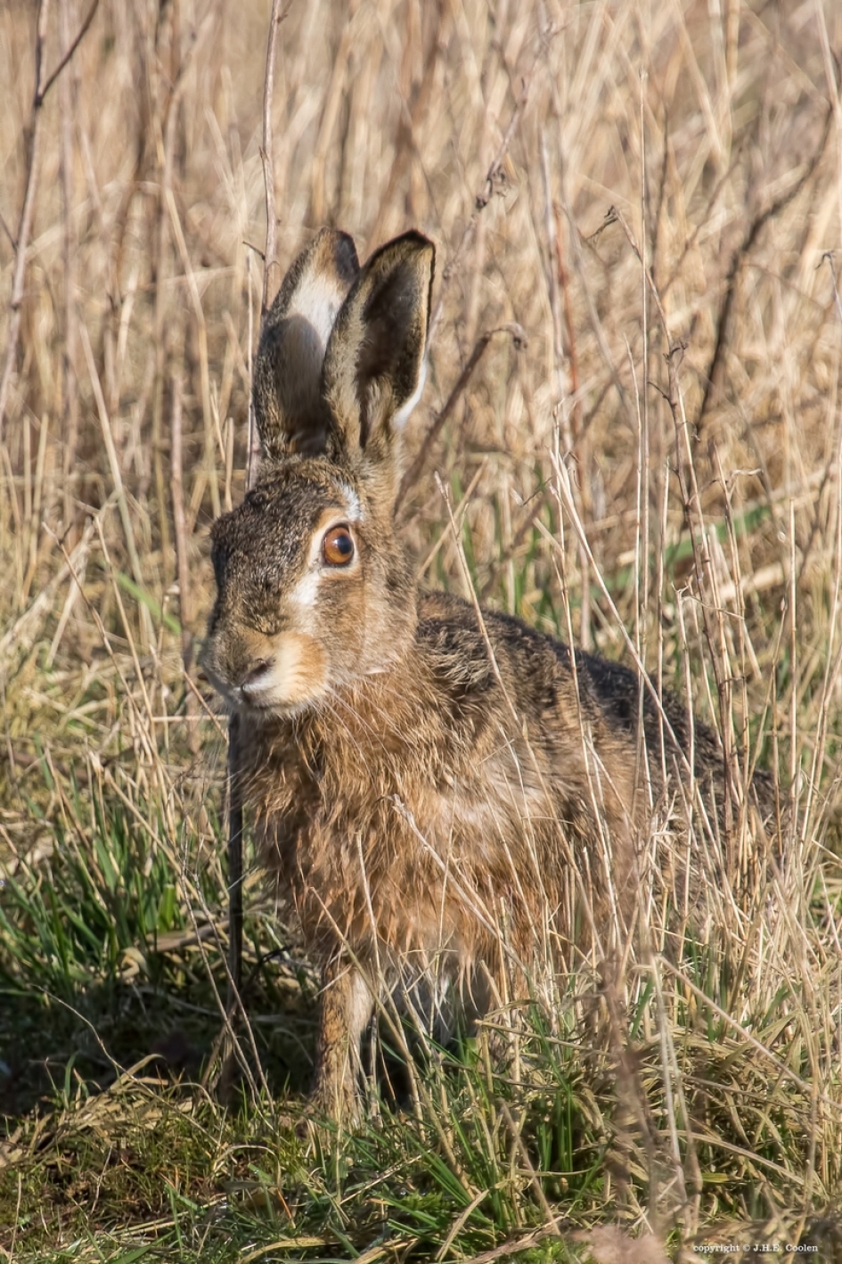 Mijn naam ........ - Zoogdieren - Haas