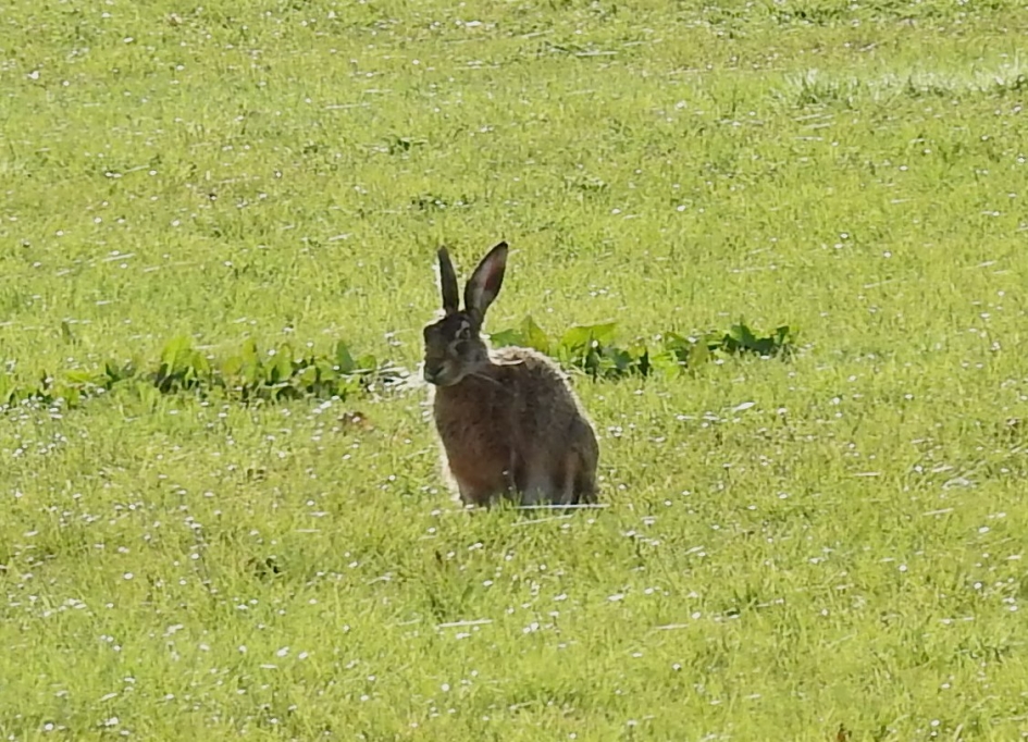 Mijn naam is Haas. - Zoogdieren - Haas