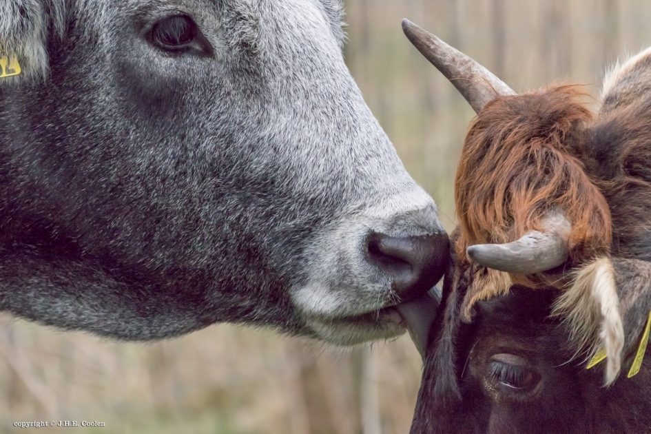 Moederliefde - Zoogdieren - Maremmana rund