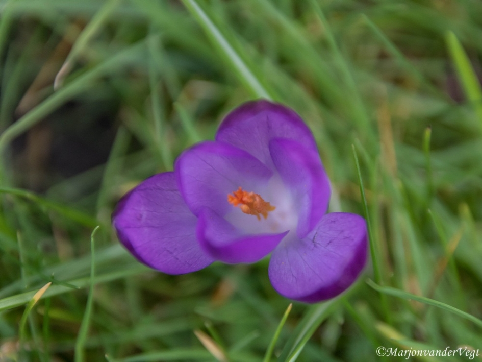 Mooi hart - Planten - krokus