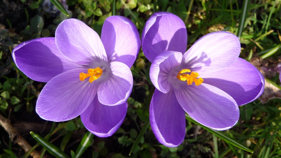 Mooi paars is niet lelijk - Planten - 