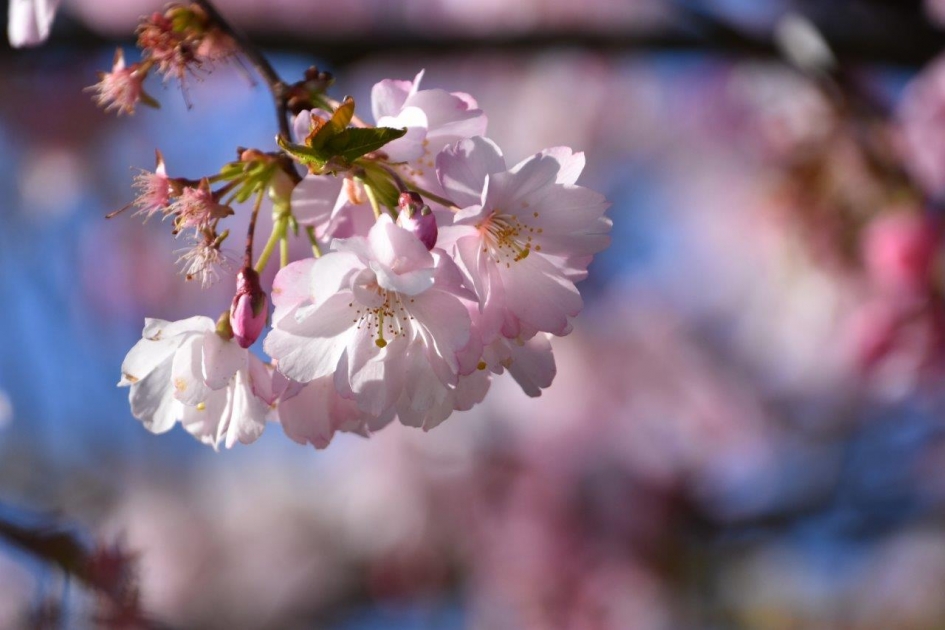 Mooie roze wereld - Planten - 