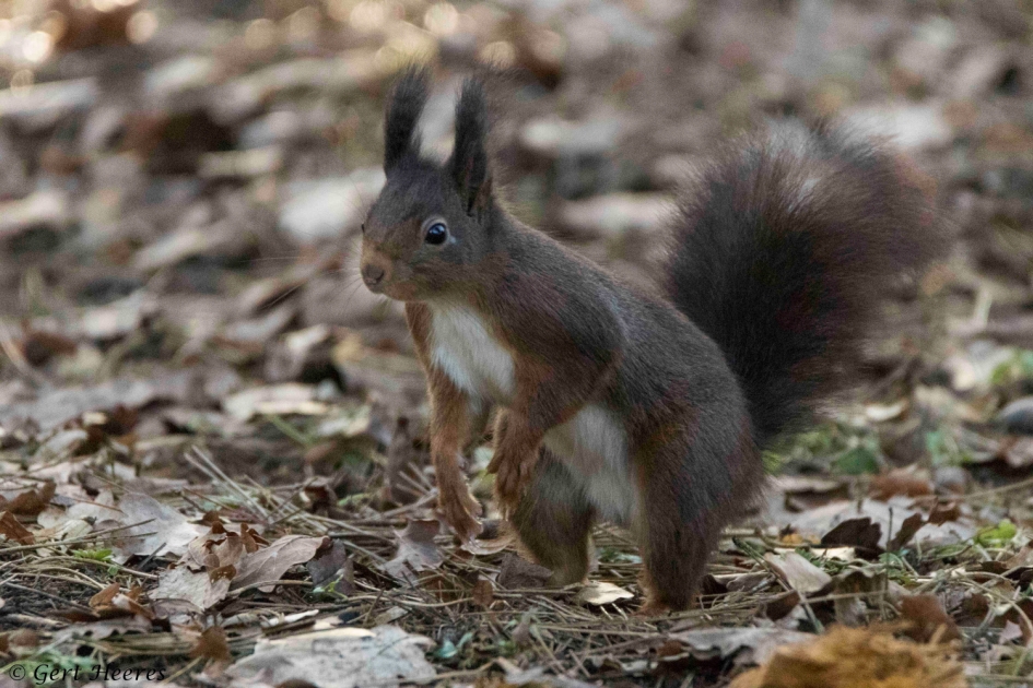 Hé hallo ik sta hier - Zoogdieren - Eekhoorn